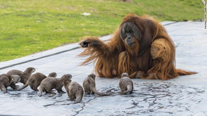 V belgické zoo se orangutani spřátelili a jejich vydřími sousedy.