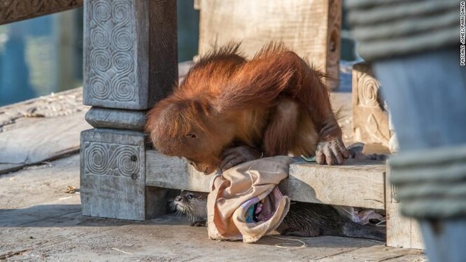Přátelení se orangutanů s vydrami v belgické zoo.