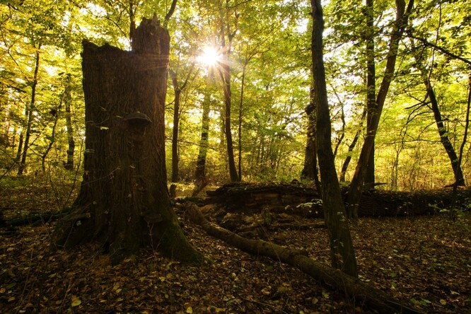 Nový přístup k obnově cenných dubových lesů se týká porostů v mýtním věku (bezmála 500 ha), ale prosvětlovány budou i porosty mladší (celkem 230 ha porostů ve věku 80-130 let).