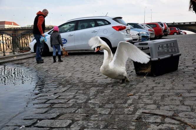 Vypouštění uzdravené labutě zpět k Vltavě.