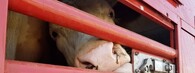 Mezinárodní den STOP přepravě živých zvířat 