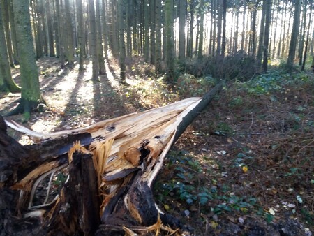 Z dosud nahlášených 300 metrů krychlových polomů, způsobil vítr výraznější škody v Kunratickém lese.