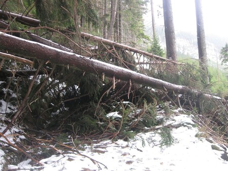 Podle prvních odhadů poničil silný vítr v šumavském národním parku 50.000 krychlových metrů dřeva. / Ilustrační foto