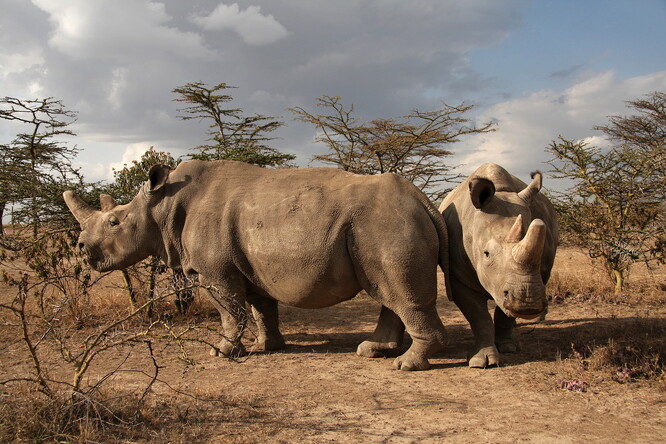 Fatu a Nájin, poslední dva známí zástupci nosorožce bílého severního, žijí v keňské rezervaci Ol Pejeta