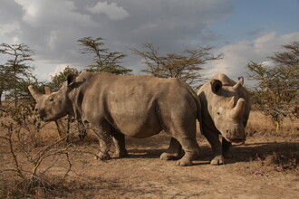 Nosorožci Fatu a Najin v Keni.
