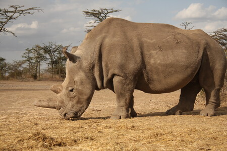 Zoologická zahrada Dvůr Králové nad Labem připravuje přesun pěti vzácných nosorožců dvourohých z evropských zoologických zahrad do středoafrické Rwandy. Ilustrační snímek.