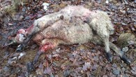 vlkem zabitá ovce
