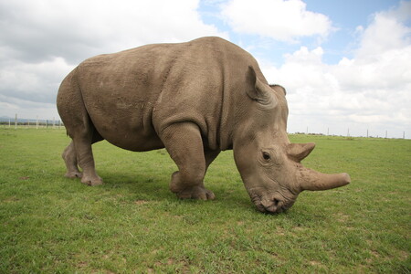 Nosorožec Fatu v Keni.