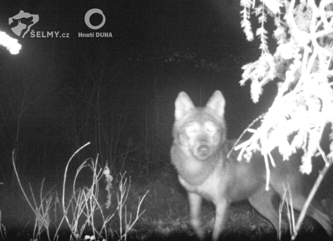Snímky z fotopasti potvrdily výskyt vlka na Fýdlantsku.