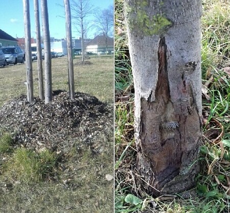 Správně provedený mulč má podporovat růst stromů, ne jim škodit. Správně provedený mulč má podporovat růst stromů, ne jim škodit.