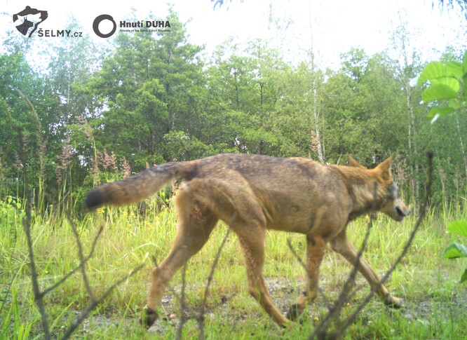 Lužickohorské vlčí teritorium není v severních Čechách jedinou oblastí výskytu těchto šelem. Jedna smečka se pohybuje od roku 2014 také v Ralsku a od roku 2018 je potvrzený výskyt vlků, i díky monitoringu dobrovolníků, také v Jizerských horách a na Frýdlantsku.