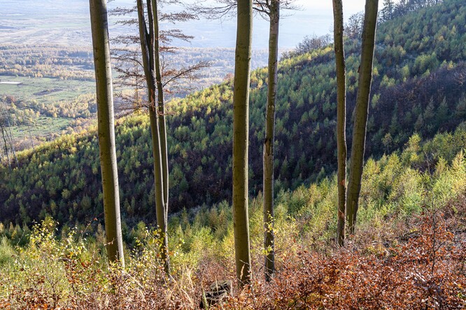 Vlastník lesa v evropsky významné lokalitě Východní Krušnohoří bez povolení příslušných orgánů pro ochranu přírody vysazoval nepůvodní dřevinu.