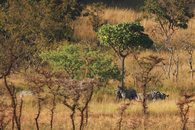 Zebry bezhřívé - v minulosti byly v Pian Upe prohlášeny za vyhynulé, přesnější monitoring v posledních letech ale odhalil, že v rezervaci stále žijí