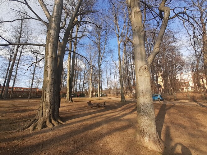 Stromy napadené tímto lýkožroutem začnou od koruny rychle usychat. Na snímku stromy v parku Petra Bezruče.