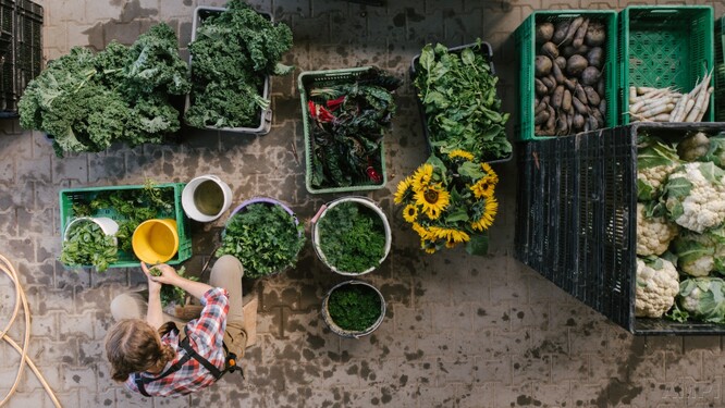 Příprava podílů bio zeleniny přímo pro koncové spotřebitele v systému komunitou podporovaného zemědělství.