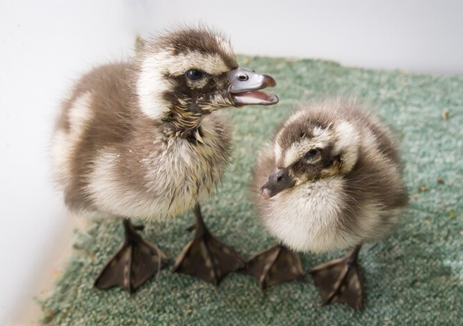 Mláďata husice modrokřídlé. Mláďata husice modrokřídlé.