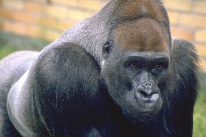 Gorilí samec Tadao.