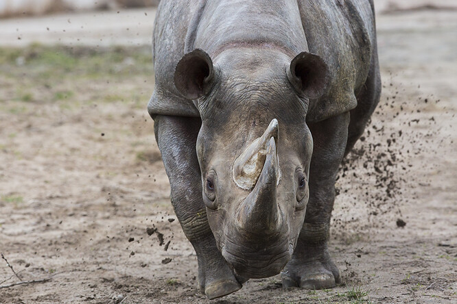 Dvorská zoo se specializuje na Afriku, velmi úspěšná je v chovu nosorožců či žiraf.
