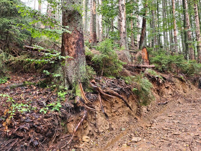 Fotografie z letošního léta ukazuje poškozené stromy u cesty při těžbě v lesích Kašperských Hor v lokalitě Pěnivého potoka.