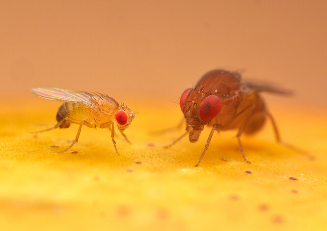 Mezi octomilkami jsou velké rozdíly: vlevo klasický genetický model Drosophila melanogaster, vpravo Drosophila rubida z australského pralesa.