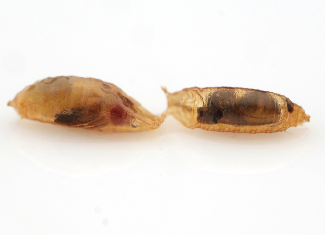 Vylíhne se hostitel, nebo vetřelec? Obě kukly patří octomilce Drosophila melanogaster, ale v té napravo se připravuje k vylíhnutí parazitická vosička Leptopilina boulardi.