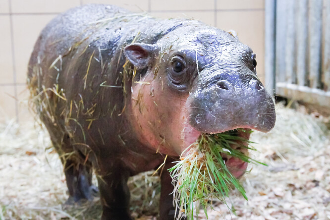 Malý hrošík liberijský si pochutnává na klíčcích Malý hrošík liberijský si pochutnává na klíčcích