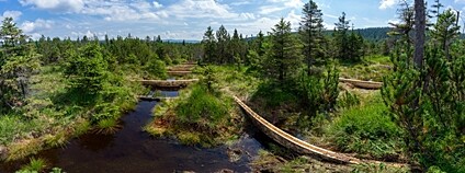 Obnova rašeliniště v NPR rašeliniště Jizery Foto: Nadace Ivana Dejmala pro ochranu přírody