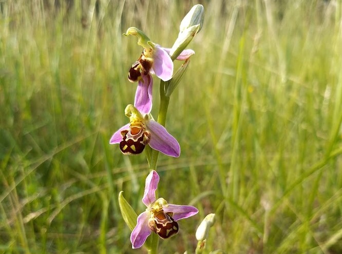 Ve Středočeském kraji vykvetly vzácné orchideje tořiče včelonosné.