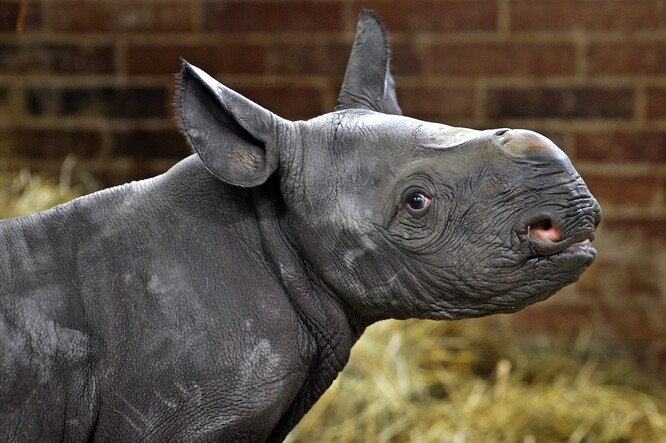 Nové mládě je samec. Za poslední rok jde o třetí narozené mládě nosorožce tohoto druhu. Loni 4. března se narodil sameček, který dostal jméno Kyjev. V prosinci se narodila samice.