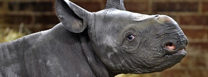 V Safari Parku ve Dvoře se narodilo mládě vzácného nosorožce černého Foto: Safari park Dvůr Králové V Safari Parku ve Dvoře se narodilo mládě vzácného nosorožce černého Foto: Safari park Dvůr Králové