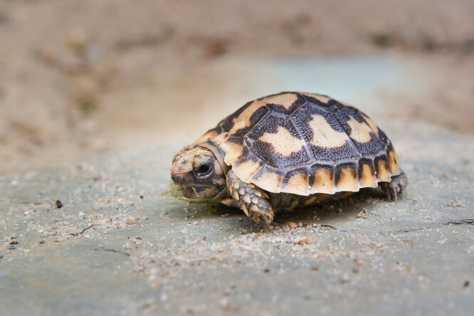 Želva skalní Želva skalní