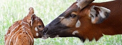 Bongo horský Foto: Dominika Stempa Safari park Dvůr Králové Bongo horský Foto: Dominika Stempa Safari park Dvůr Králové