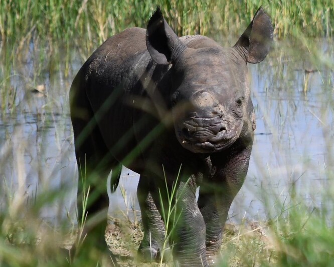 Ve Rwandě se narodilo mládě nosorožce černého, matkou je samice ze Dvora Králové.