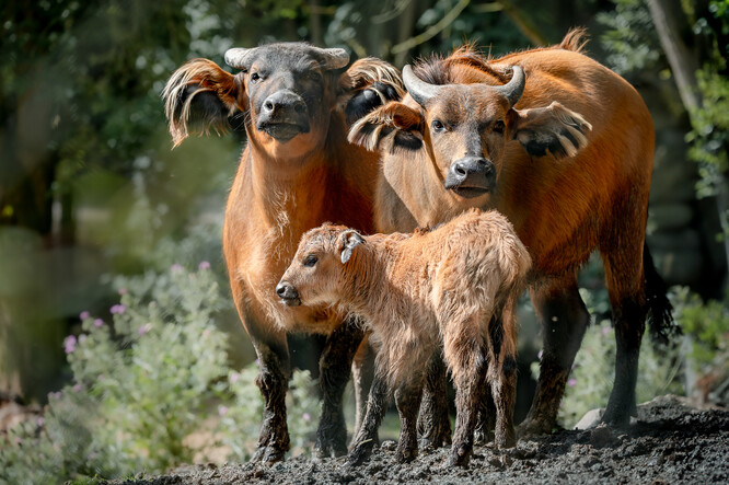 Mládě ohroženého buvola pralesního. Mládě ohroženého buvola pralesního.