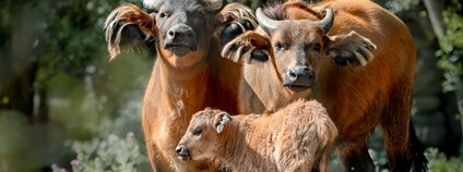 V Safari Parku Dvůr Králové se narodilo mládě ohroženého buvola pralesního Foto: Helena Hubáčková Safari park Dvůr Králové V Safari Parku Dvůr Králové se narodilo mládě ohroženého buvola pralesního Foto: Helena Hubáčková Safari park Dvůr Králové