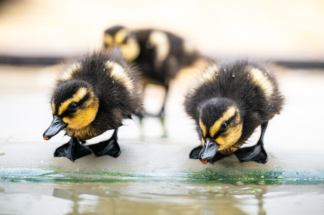 Mláďata pižmovky konžské. Mláďata pižmovky konžské.