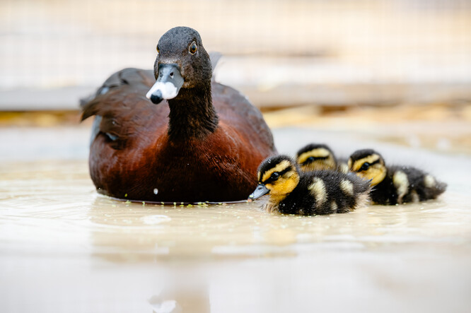 Pižmovky konžské. Pižmovky konžské.