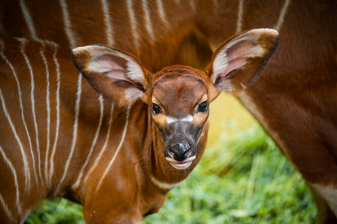 V zoo Dvůr Králové se narodilo druhé letošní mládě bongo horského.