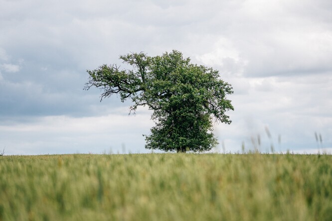 Loňským Stromem roku se stala hrušeň, která roste v širém poli u Mrákotína u Skutče v Železných horách.
