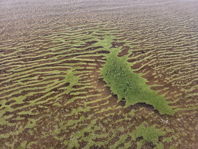 Vodní květ sinic pod ledovou vrstvou u břehu, 21. prosinec 2025. Vodní květ sinic pod ledovou vrstvou u břehu, 21. prosinec 2025.