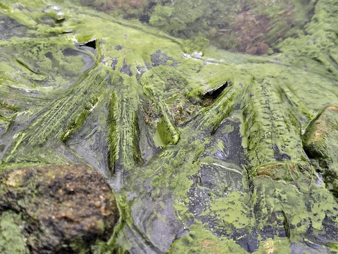 Zelený led na Lipně v prosinci 2025. Zelený led na Lipně v prosinci 2025.