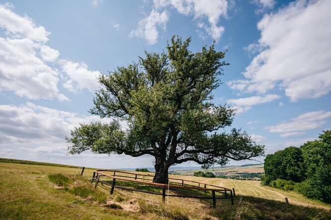 Hruška na Radovách. Hruška na Radovách.