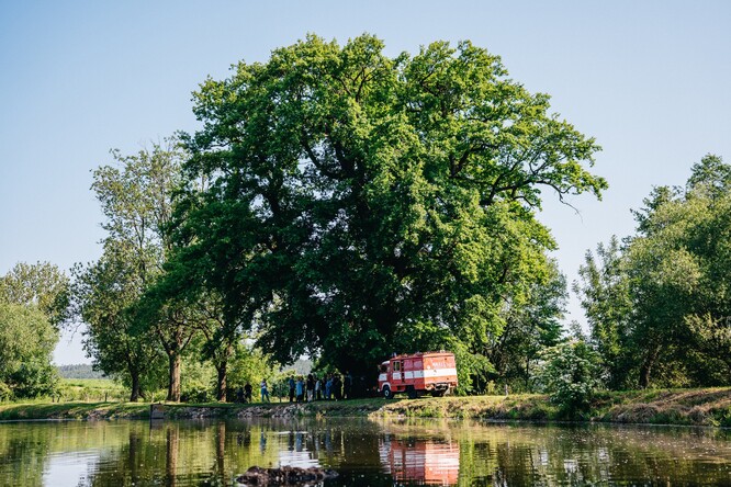 Záhořský dub Ochránce. Záhořský dub Ochránce.