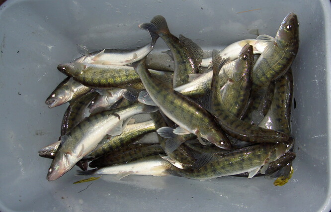 Nejjednodušší cestou k regulaci nepůvodní druhů ryb jsou dostatečné obsádky dravých ryb. Candát je velice vhodný k potlačení střevličky východní, oproti ní má však zvýšené nároky na kvalitu vody.