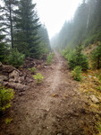 Lesní cesta v Krkonoších