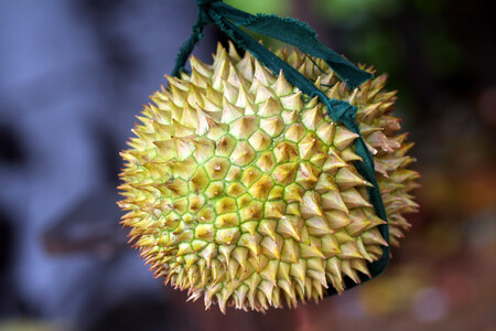 Zdá se, že v příštích letech by mohl durian dokonce nahradit stávají jedničku, plantáže palmy olejné.