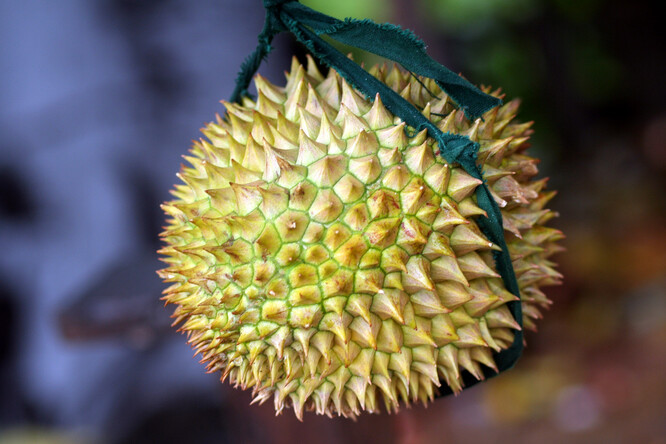 Durian je charakteristický svou velikostí, silnou vůní a tlustou slupkou pokrytou pyramidovitými trny. Plod může dorůst délky až 30 centimetrů a průměru 15 centimetrů a obvykle váží jeden až tři kg. Jedlá dužina vydává charakteristickou silnou a pronikavou vůní, a to i když je slupka neporušená.