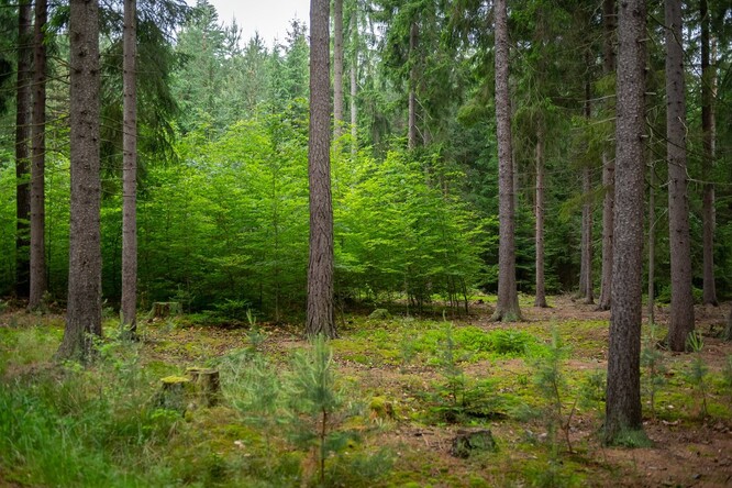 Bukový kotlík v lese na Klokočné.