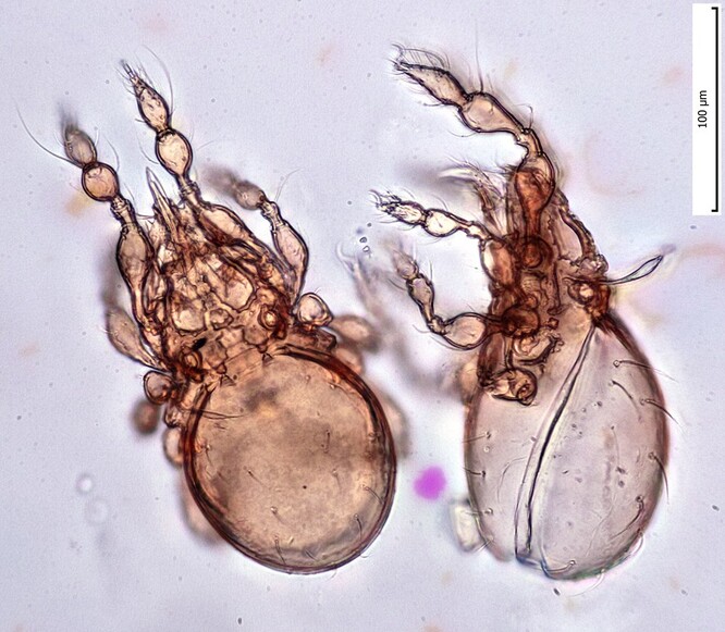Dva půdní roztoči - pancířníci z rodu Suctobelbella. Nabodávají obsah buněk, například houbových vláken, a vysávají jej. Jsou velké zhruba čtvrt milimetru.