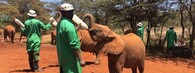 sloní sirotčinec